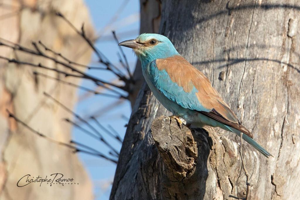 RoubiaL'Oiseau Bleu Peacock住宿加早餐旅馆 外观 照片